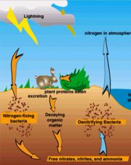 Nitrogen cycles through the atomosphere the soil and living organisms