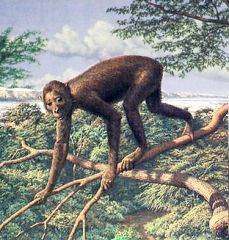 Early ape, not bipedal