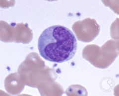 - phagocytosis
- largest white blood cells, bean shaped nucleus