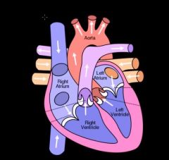 Deoxygenated blood from the venous system reaches the right atrium of the heart from
the body via the inferior and superior vena cava; it passes through the tricuspid valve
(contains three cusps/flaps) into the right ventricle of the heart to be...