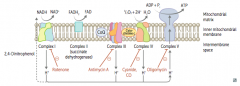 NADH electrons from glycolysis enter mitochondria via malate-aspartate or glycerol-3-phosphate shuttle