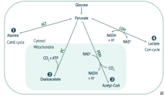 1. Pyruvate Dehydrogenase Complex: transition from glycolysis to TCA cycle
2. Alanine Aminotransferase
3. Pyruvate Carboxylase
4. Lactic Acid Dehydrogenase
