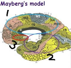 Label the three areas of Mayberg's model for depression
