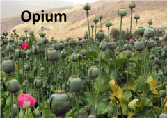 


Opium