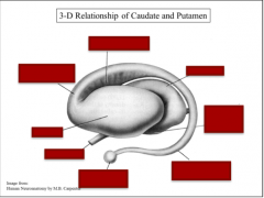 Identify: putamen, optic tract, head of caudate nucleus, amygdaloid nucleus, cleft of internal capsule, tail of caudate nucleus, lateral geniculate body, thalamus