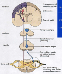 - Nociceptors
- Aδ and C fibers terminate in dorsal horn of spinal cord (via glutamate and substance P)
- Spinal Thalamic pathway projects from dorsal horn to thalamus, then to limbic nuclei and somatosensory and association cortex