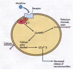 - G-protein coupled receptors (65% homology) - Gi 
- Inhibit adenylyl cyclase
- Decreases cAMP
- Increases efflux of K+, hyperpolarization
- Decreases influx of Ca2+
- Lowers intracellular conc. of free Ca2+
- Decreased release of NT