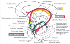 - Hippocampus
- Mammillary and Septal Nuclei