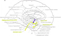 Hypothalamic nuclei with amygdala and brainstem nuclei
