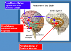 - Highest cognitive functions - control over emotions
- Judgment, decision-making, morality, compassion, responsibility
- Reciprocal feedback loop with Hypothalamus and Amygdala