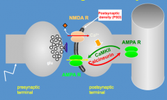 - Ca2+ enters post-synaptic terminal via NMDA receptors
- Activates CamKII (CaM kinase II)
- Moves AMPA R to postsynaptic density
- Calcineurin (phosphatase) action acts to remove AMPA R from postsynaptic density