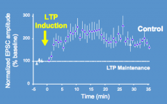 - LTP induction
- LTP maintenance