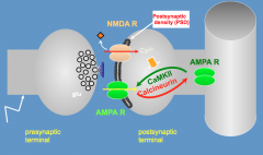 - When Ca2+ enters through an NMDA-R it activates CaM-Kinase II
- CaMKII phosphorylates AMPA-R and brings it to the postsynaptic density (PSD)
- Increases conductance of post-synaptic neuron
* Long-Term Potentiation *
