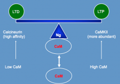 - Neurogranin
- Regulates CaM availability (CaM necessary for LTP)
