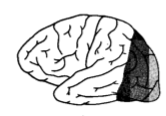 Injury to the black area causes what changes in language development?