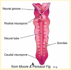 - Cranial/rostral neuropore closes first (days 24-27)
- Caudal neuropore closes after (days 26-30)