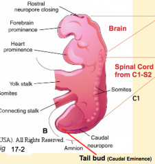 - Brain and spinal cord from C1 - S2: Neural Tube (primary neurulation)
- Spinal cord from S3 - lower: Tail Bud / Neural Cord (secondary neurulation)