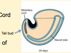 Neural (Medullary) Cord Formation:
- Begin with mass of undifferentiated mesenchyme in tailbud
- Forms a solid cord of cells called the Neural Cord