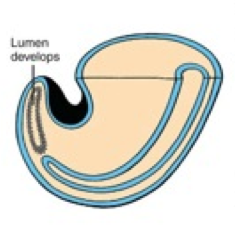 What happens during the third phase of secondary neurulation (after lumen formation)?