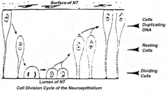Proliferation of neuroepithelial cells:
- Cells proliferate
- Nucleus moves within cytoplasm and in phase with cell cycle
- Nuclei next to neural tube = S phase
- Nuclei next to lumen are dividing = M phase