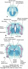 - Alar Plate = dorsal half of intermediate layer --> sensory neuron columns
- Basal Plate = ventral half of intermediate layer --> motor neuron columns