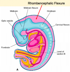 What happens during the second stage of brain formation (after folding of neural tube / rhombencephalic flexure)?