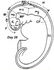 - Telencephalon (cranial) --> Cerebral Hemispheres
- Diencephalon (caudal) --> retains central position in forebrain