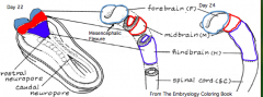 What does the Rhombencephalon / Hindbrain (caudal to mesencephalic flexure) divide into?