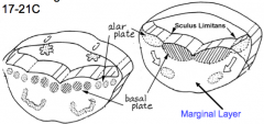 - Alar Plates: CN Sensory Nuclei
- Basal Plates: CN Motor Nuclei