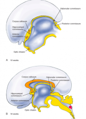 What happens during the sixth stage of brain formation (after formation of the commissures)?