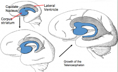 - Thick floor of each cerebral hemisphere, adjacent to the ventricle
- Aggregations of neuroblasts form an elevated Ganglion Eminence here