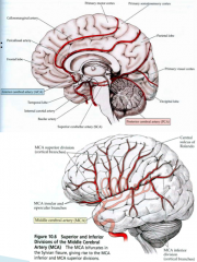 - Middle Cerebral Artery
- Anterior Cerebral Artery