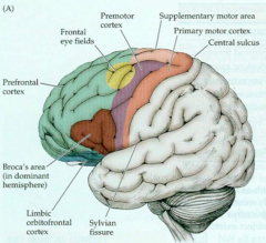 - Primary Motor Cortex
- Frontal Eye Fields (FEF)
- Broca's Area
- Prefrontal Cortex
- Orbitofrontal Cortex 
- Mesiofrontal Cortex