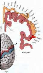 - Voluntarily controls contralateral movement
- Lesion: contralateral hemiparesis
- Activation: contralateral clonic movements; Jacksonian March (seizures travel along gyrus and activate muscles in order seen on motor homunculus)