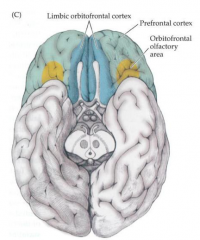 - Provides RESTRAINT
- Inhibits socially inappropriate behavior
- Part of limbic system (plays role in memory and emotions)
- 2 most common ways to lesion: head trauma as it rubs along base of skull or meningioma (tumor of meninges at base of skull)