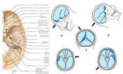 - Anterior tips of temporal poles
- Orbitofrontal cortex
- Occipital poles