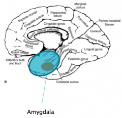 Bilateral anterior temporal poles and bilateral amygdala injuries (commonly from head trauma)