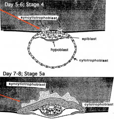 - Cells undergo mitosis
- Daughter cells form a multinucleated cytoplasmic mass with no observable intercellular boundaries = syncytiotrophoblast (ST)
- Original trophoblast cells become the cytotrophoblast (CT)
- By day 13 blastocyst is surrounded by 