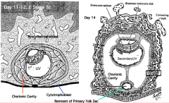 - Second group of flattened hypoblast cells migrate away from edges of embryonic disc
- Forms a smaller secondary umbilical vesicle (UV) aka yolk sac
- Remainder of primary UV atrophies but may remain on opposite pole as small evesicles