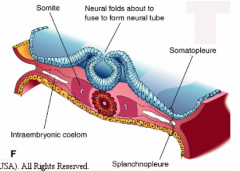 - Transforms into a neural tube
- Sides of neural plate elevate into neural folds
- Folds appose each other and fuse to form tube
- First fuse at area of 5th somite - continues cranially and caudally