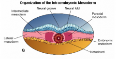 - Paraxial mesoderm
- Intermediate mesoderm
- Lateral mesoderm
(Notochord is considered the "axial mesoderm")