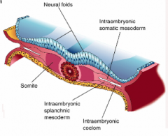 - Lateral to intermediate mesoderm
- Intercellular spaces coalesce forming intraembryonic ceolom (inverted U shape - connected cranially)
- Ceolom splits lateral mesoderm
- One layer associates with ectoderm = somatic mesoderm
- One layer associates w