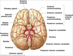 - Posterior Communicating A.
- Anterior Choroidal A. - Basal Ganglia, Diencephalon, Limbic system, optic tract
- Ophthalmic - orbit and optic n.