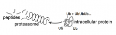 - Ubiqutin (small 8 kDa protein) added to protein destined for degradation (on Lysine residues)
- Forms a Ub chain (polyubiquitination)