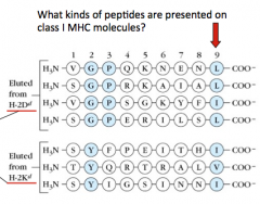 Chymotrypsin-like proteases (end w/ L, F, I, or V) - these peptides are suitable for binding to Class I MHC molecules