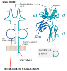 - Heavy chain makes peptide-binding cleft on its own (α1, α2, and α3)
- Light chain (β2-microglobulin) is much smaller
- Peptide is critical to structure (without it molecule falls apart)