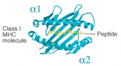α1 and α2 both contribute α helices and β pleated sheets (both from heavy chain)