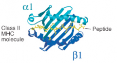 - α1 and β1 each contribute α helices and β pleated sheets 
- α1 and β1 are from separate heavy chains