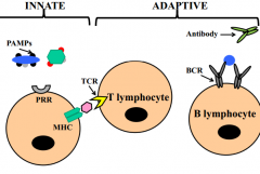 Antigen Receptors
e.g. T-Cell Receptor (TCR) and B-Cell Receptor (BCR)