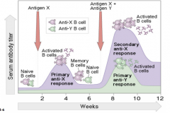 - Start w/ Naive B cells
- Small primary anti-X response by Activated B cells
- Form Memory B cells